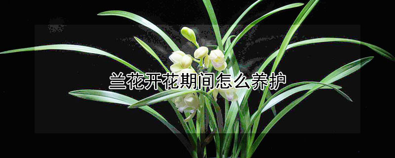 蘭花開花期間怎么養(yǎng)護