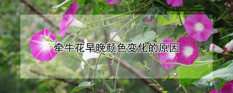 牽牛花早晚顏色變化的原因