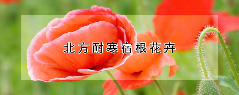 北方耐寒宿根花卉