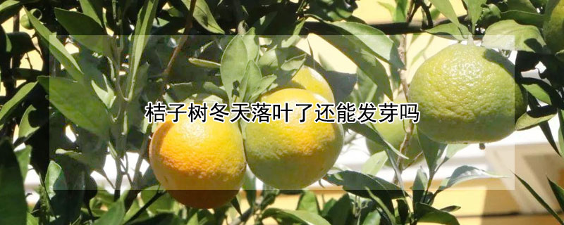 桔子樹冬天落葉了還能發(fā)芽嗎