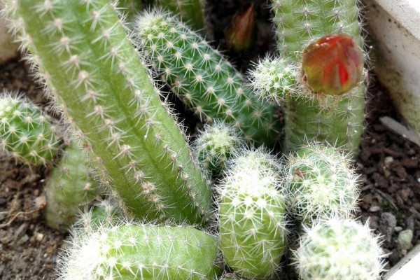 仙人指花卉怎么養