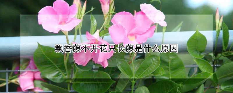 飄香藤不開花只長藤是什么原因