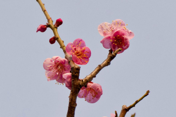 梅花開花幾天凋謝