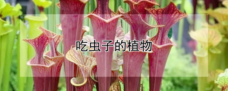 吃蟲子的植物