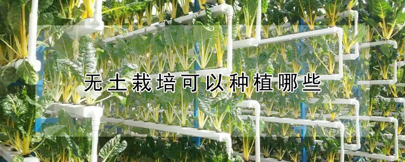 無土栽培可以種植哪些