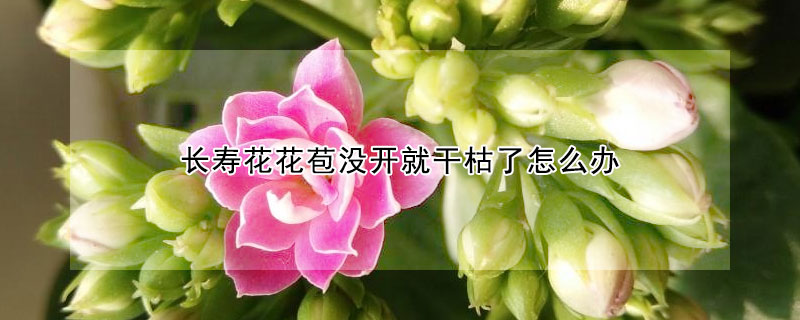 長壽花花苞沒開就干枯了怎么辦