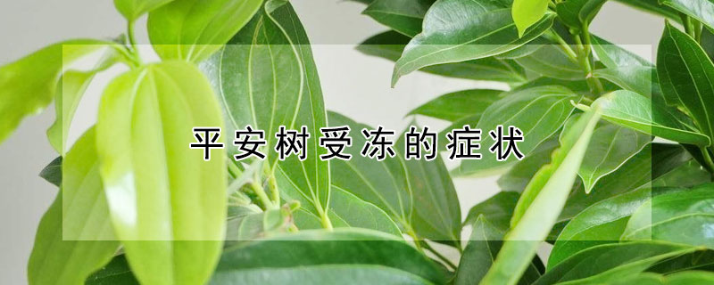 平安樹受凍的癥狀