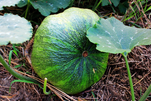 南瓜是植物嗎