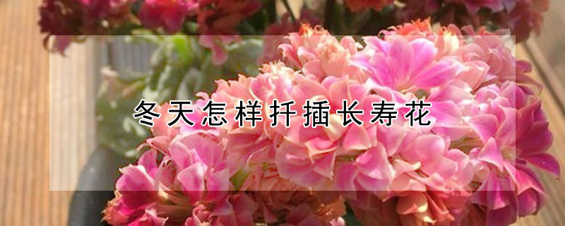 冬天怎樣扦插長(zhǎng)壽花