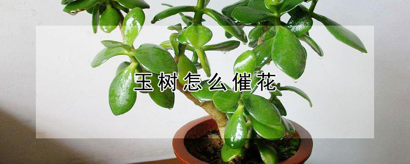 玉樹怎么催花