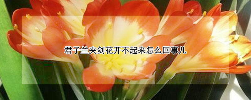 君子蘭夾劍花開不起來怎么回事兒