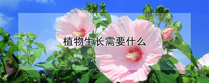 植物生長需要什么