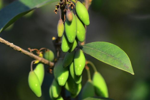 桂花結的果實叫什么名字?