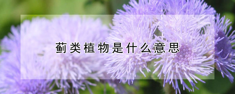 薊類植物是什么意思