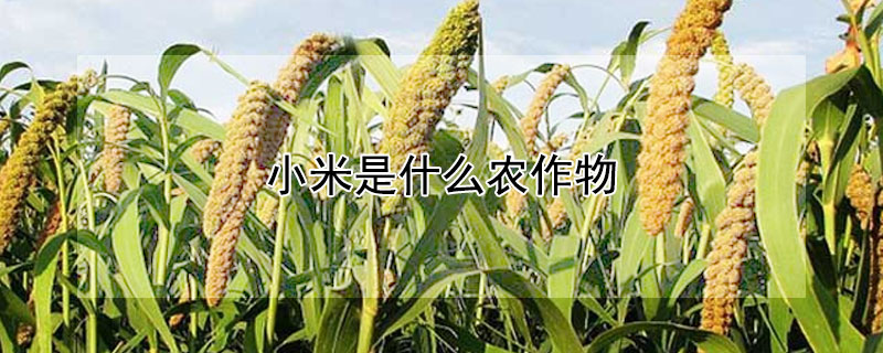 小米是什么農(nóng)作物