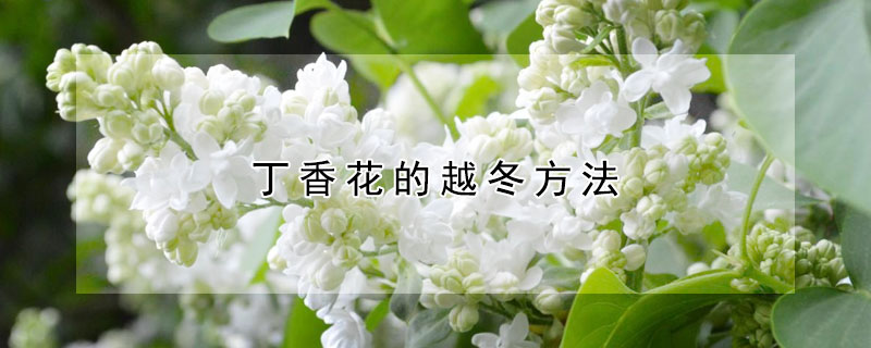 丁香花的越冬方法