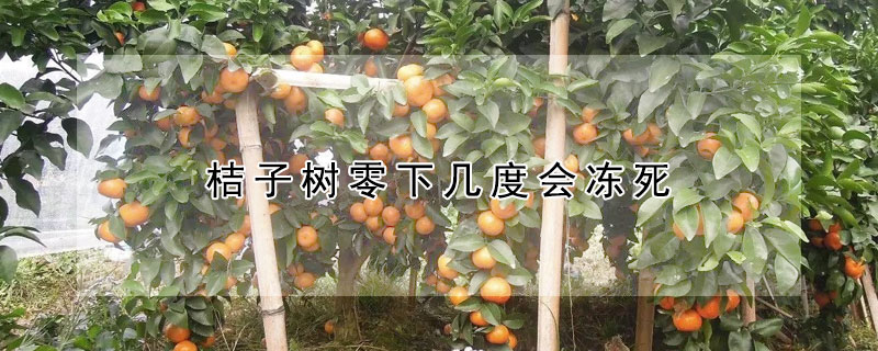 桔子樹零下幾度會凍死