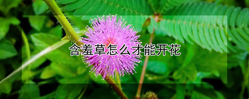 含羞草怎么才能開花