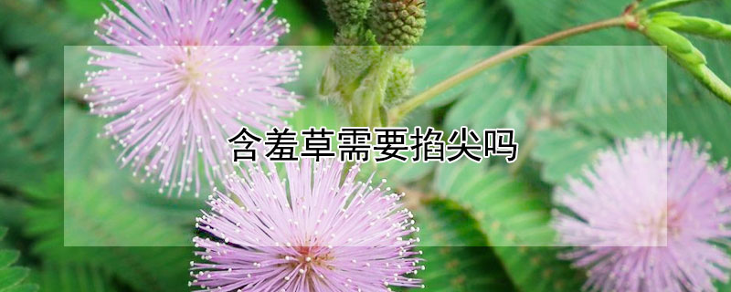 含羞草需要掐尖嗎