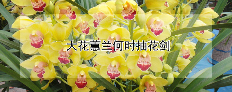 大花蕙蘭何時(shí)抽花劍