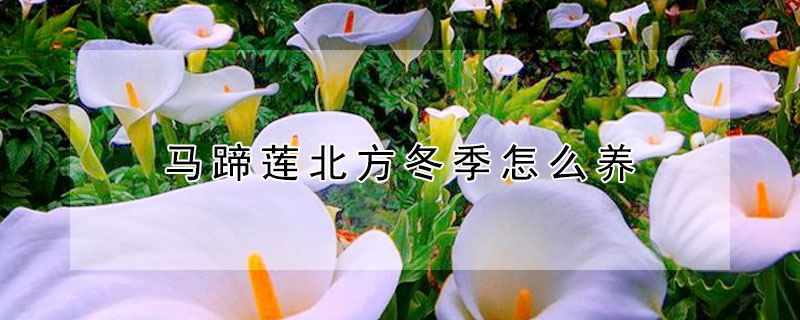 馬蹄蓮北方冬季怎么養(yǎng)