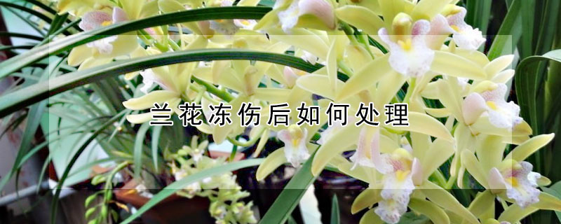 蘭花凍傷后如何處理