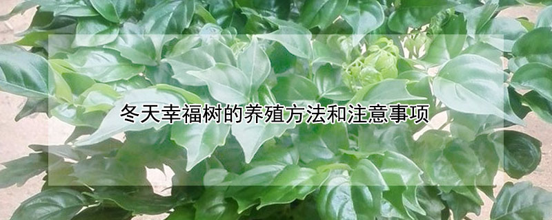 冬天幸福樹的養殖方法和注意事項