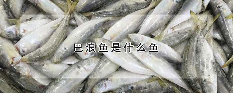 巴浪魚是什么魚