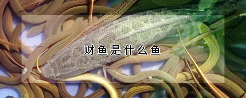 財魚是什么魚