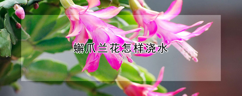 蠏爪蘭花怎樣澆水