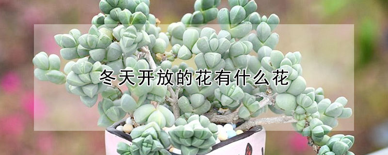 冬天開放的花有什么花