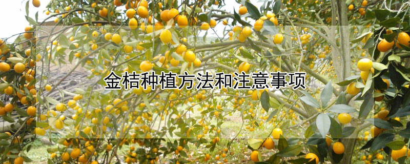 金桔種植方法和注意事項