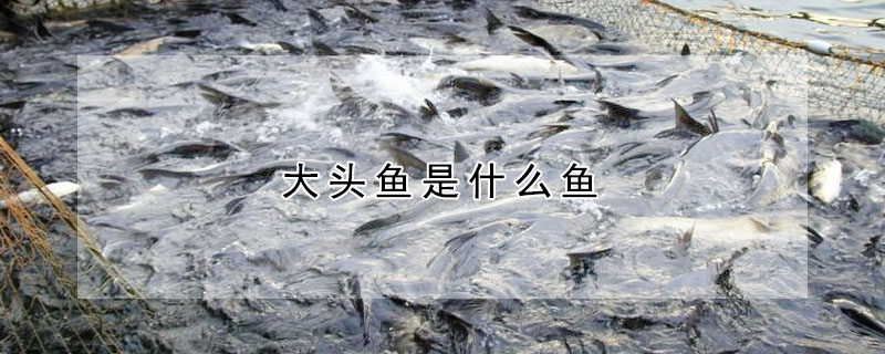 大頭魚是什么魚