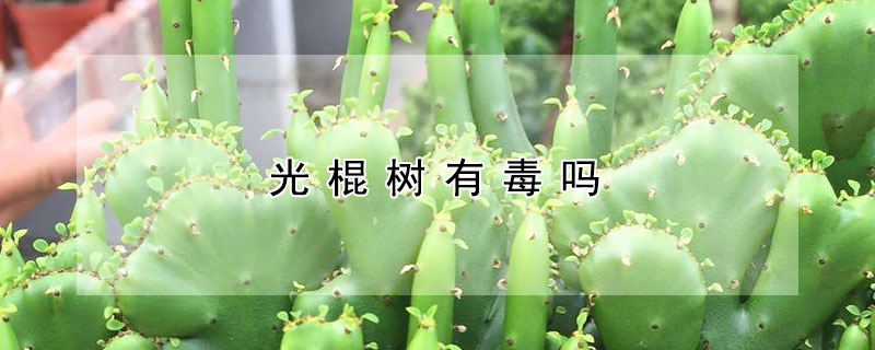 光棍樹有毒嗎