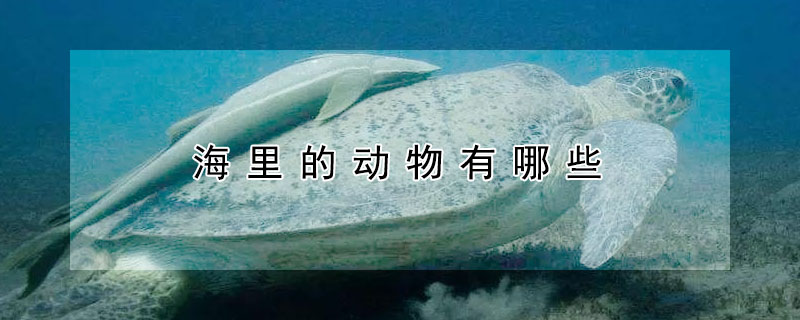 海里的動(dòng)物有哪些