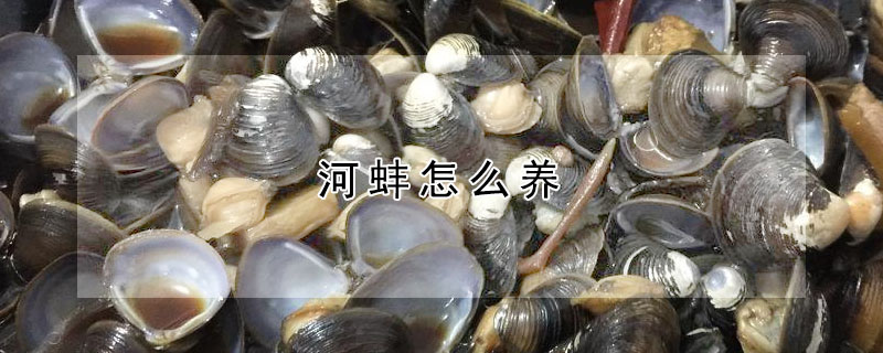 河蚌怎么養