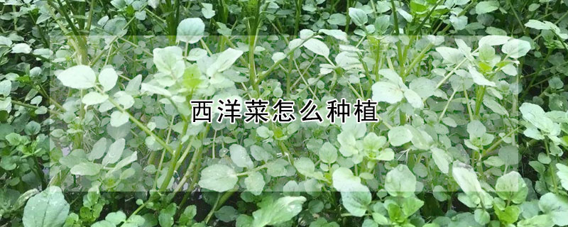 西洋菜怎么種植