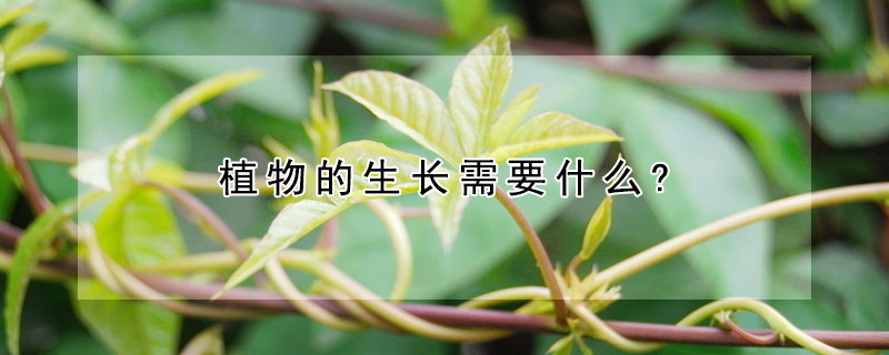 植物的生長需要什么?