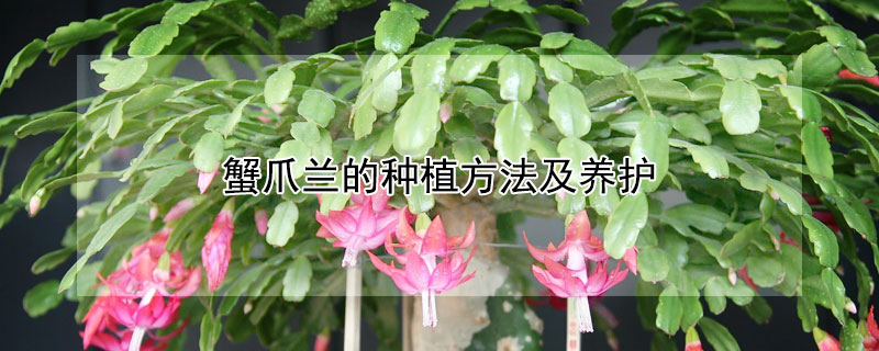 蟹爪蘭的種植方法及養護