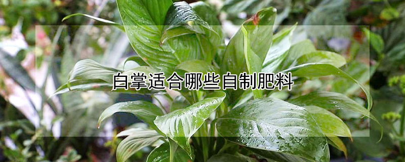 白掌適合哪些自制肥料