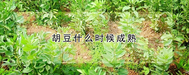 胡豆什么時候成熟