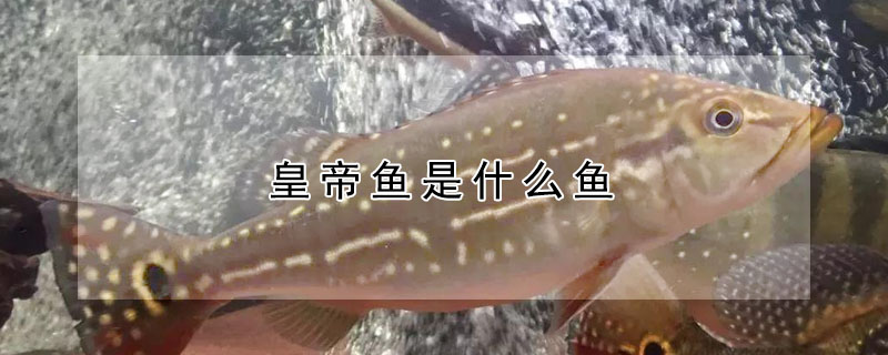 皇帝魚是什么魚