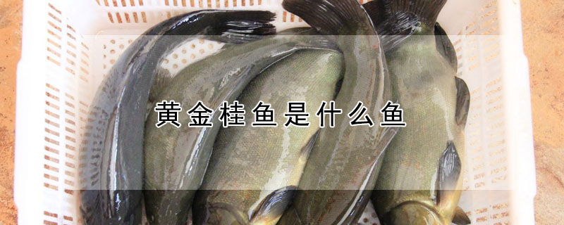 黃金桂魚是什么魚