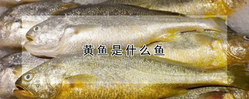 黃魚是什么魚