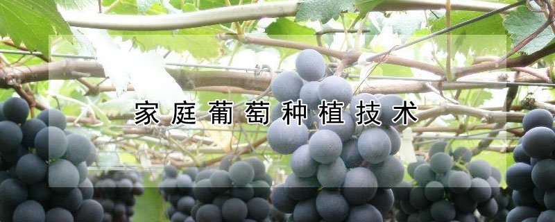 家庭葡萄種植技術