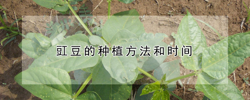 豇豆的種植方法和時間