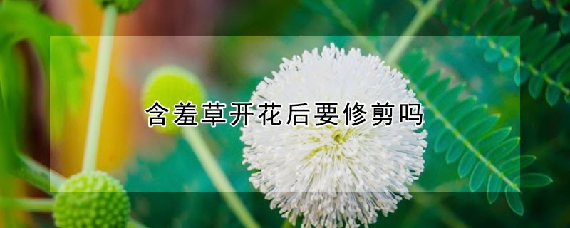 含羞草開花后要修剪嗎