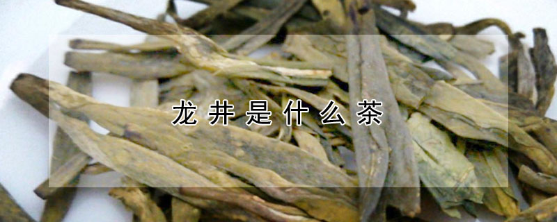 龍井是什么茶