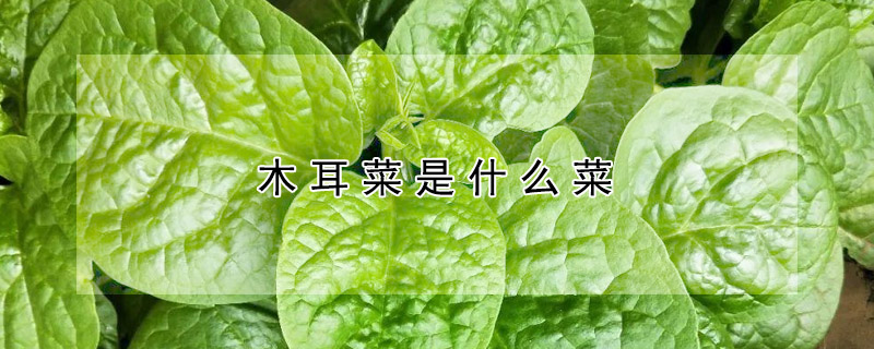 木耳菜是什么菜