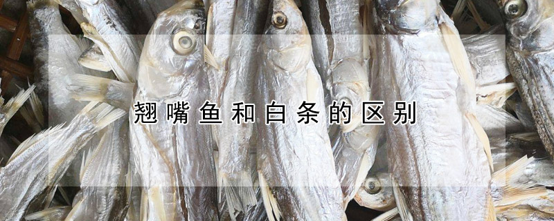 翹嘴魚和白條的區別